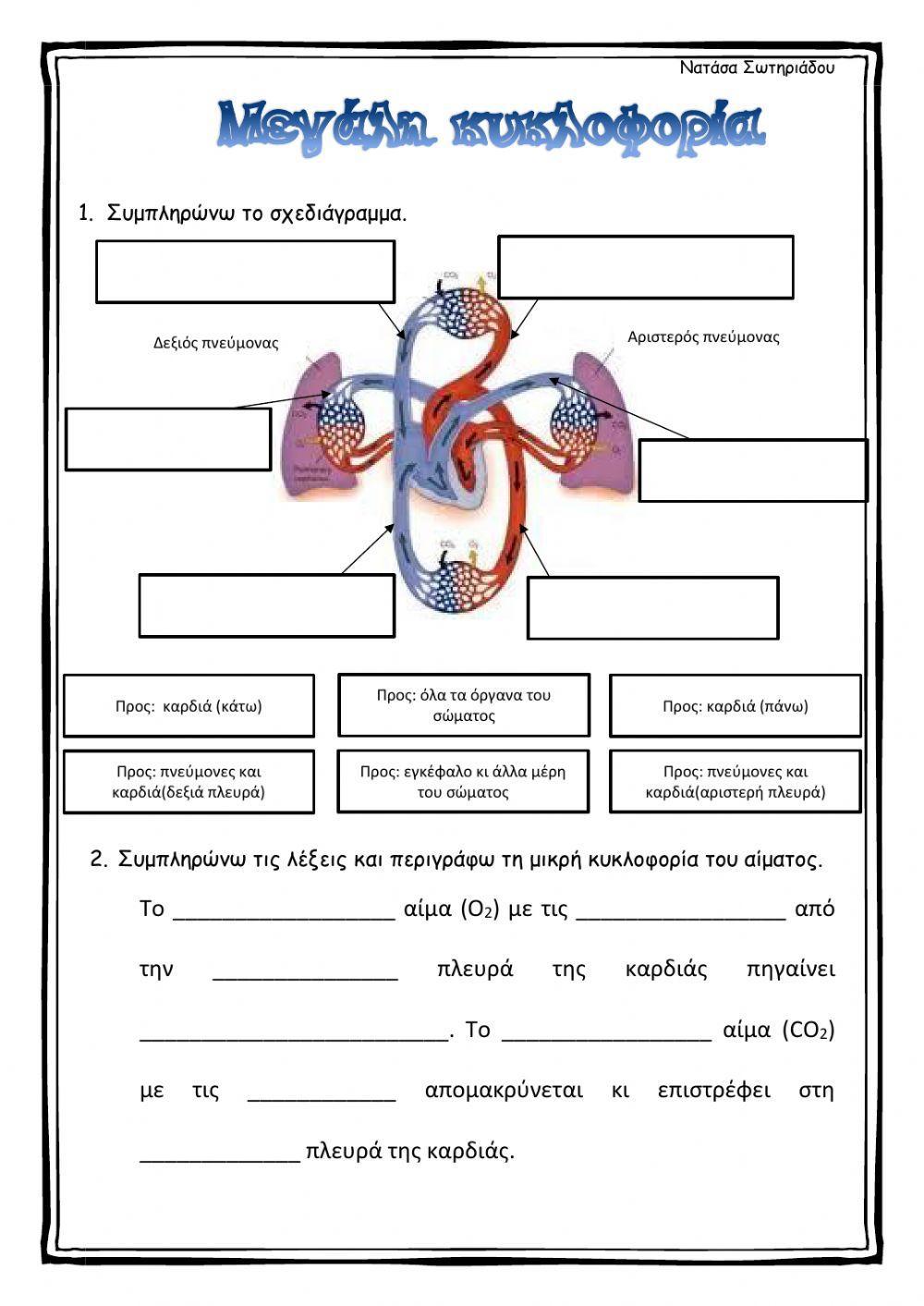 Μεγάλη κυκλοφορία του αίματος