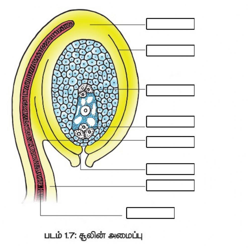 L.S. of Ovule