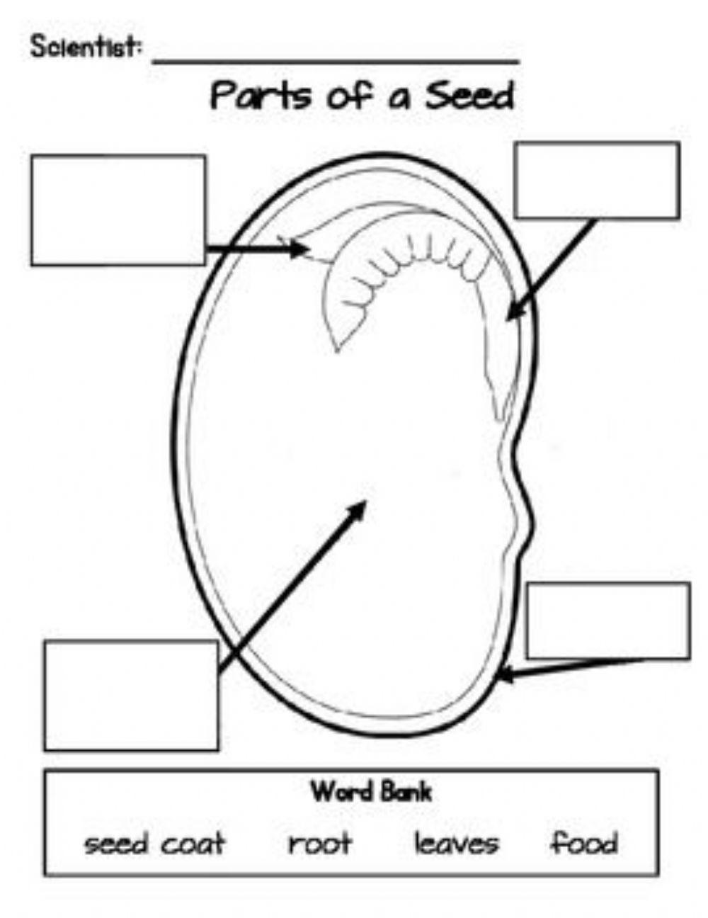 Parts of a bean seed