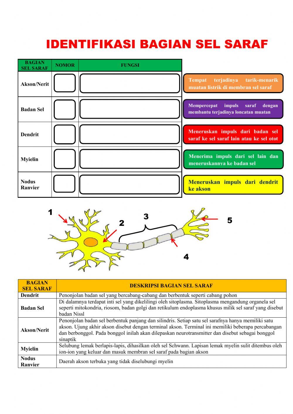 Identifikasi Bagian Sel Saraf