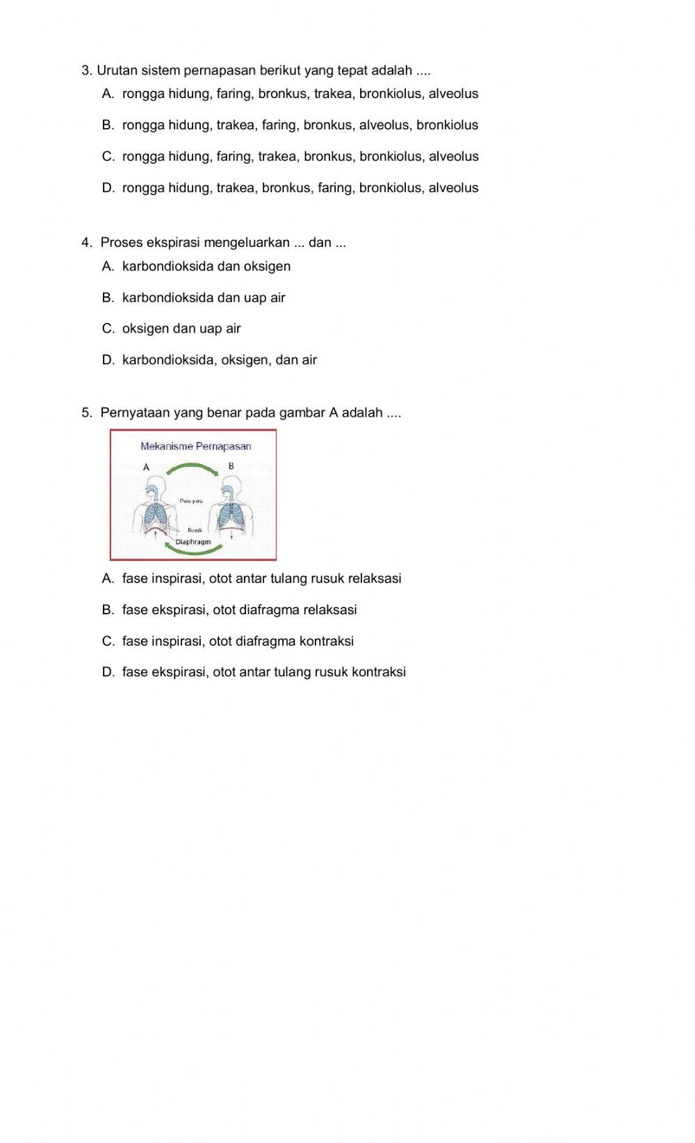 Sistem Pernapasan Manusia
