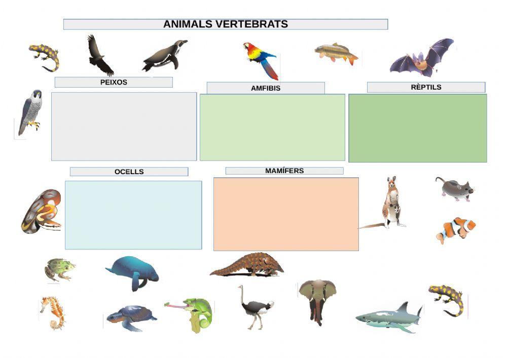 Classificació vertebrats