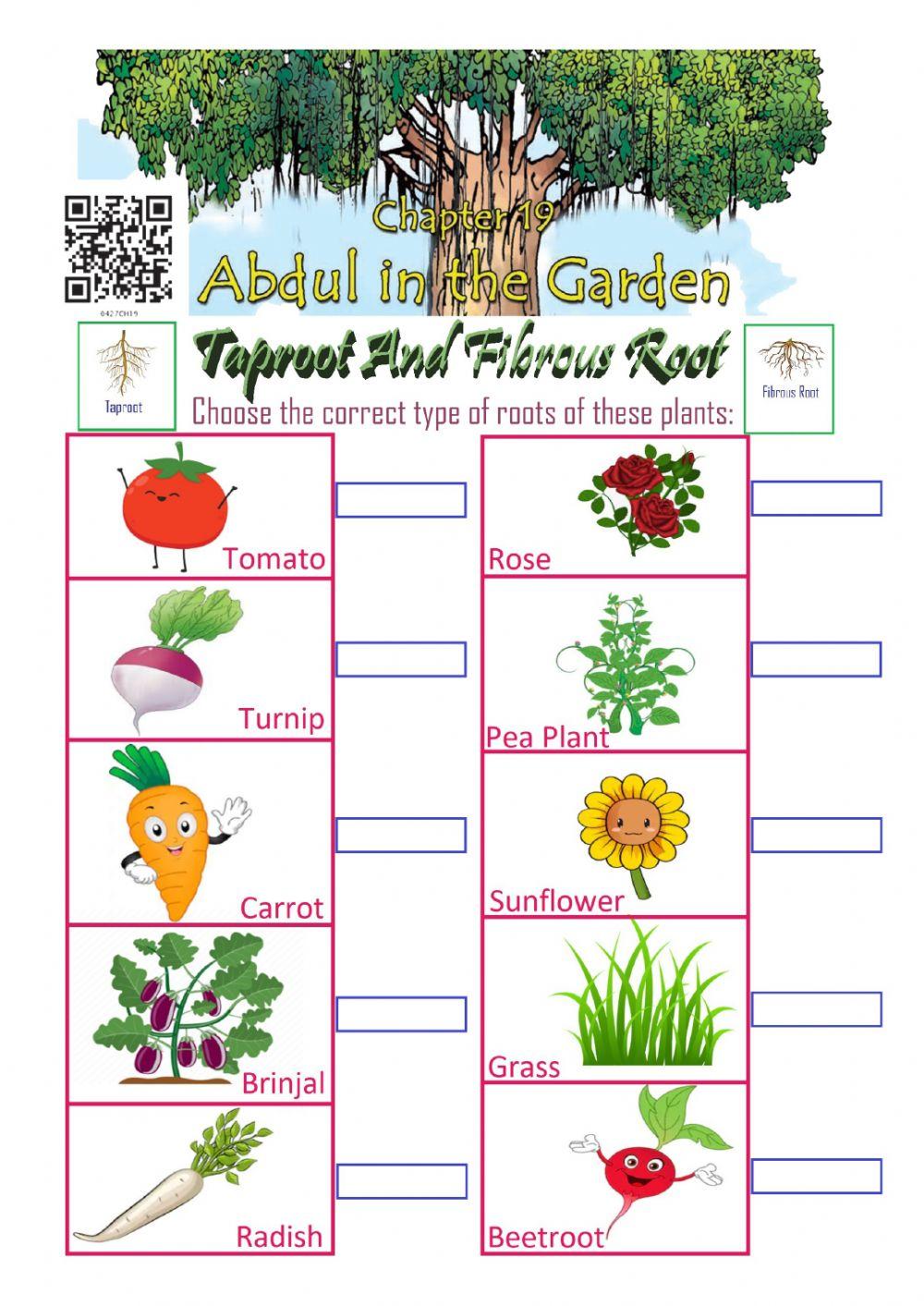 Abdul in the Garden: Taproot and Fibrous Root