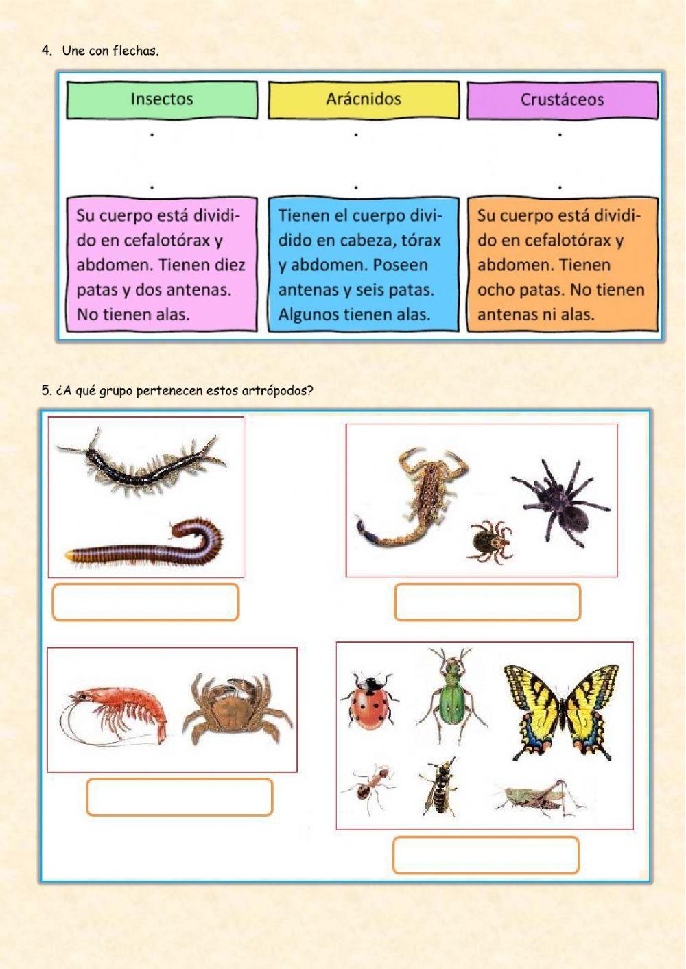 Tema 2. 3ª Parte. Invertebrados