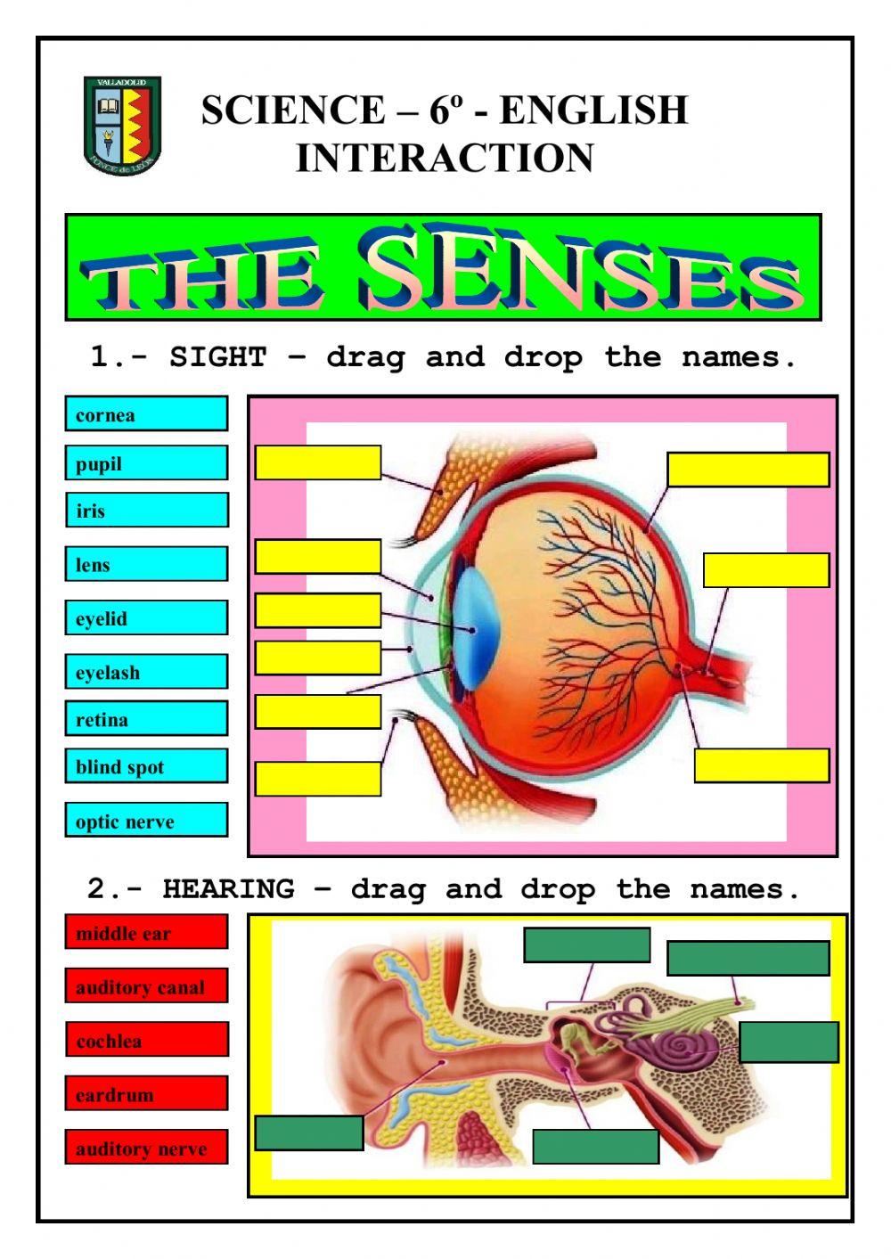 The 5 senses