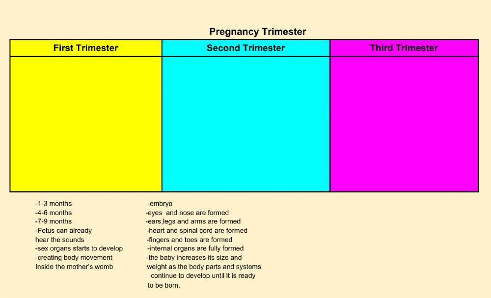 Pregnancy Trimester
