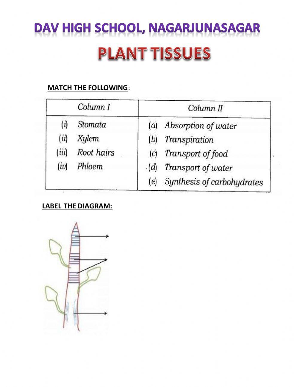 Plant tissues worksheet Live Worksheets
