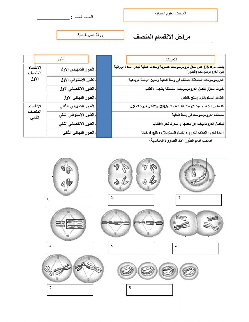 مراحل الانقسام المنصف