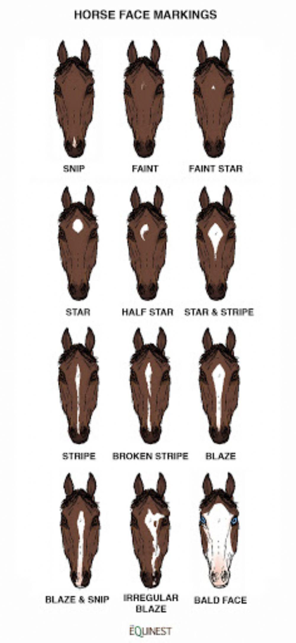 Horse face markings