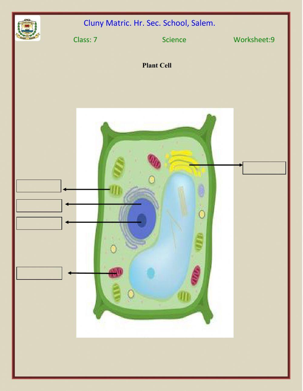 Class 7 cell Structure Ws 9