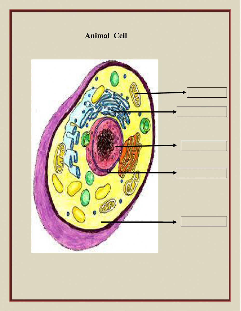 Class 7 cell Structure Ws 9