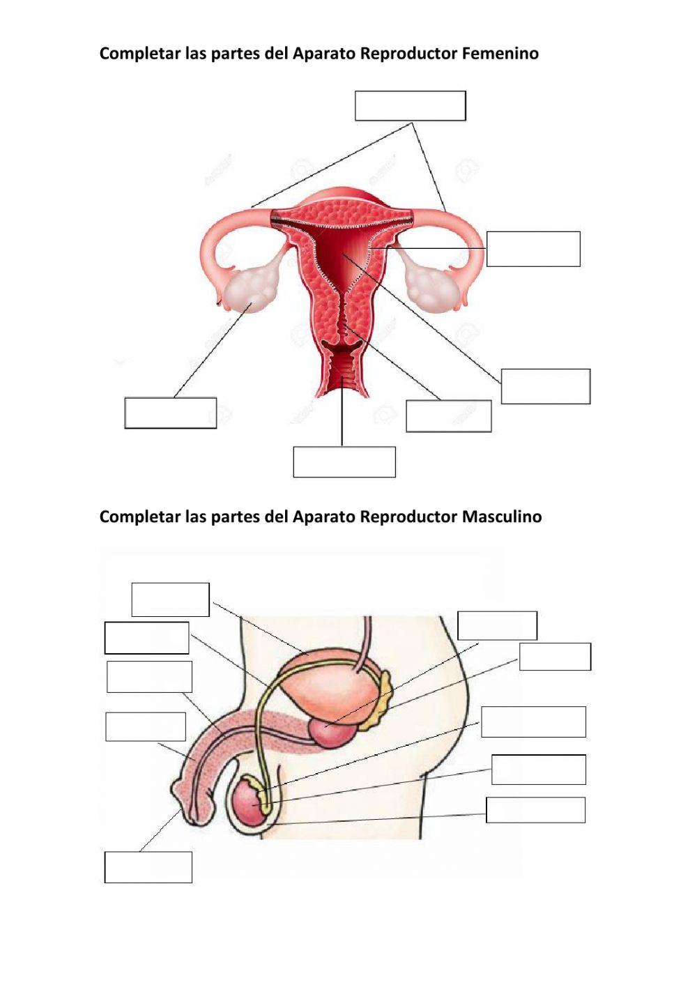 reproduccion humana masculina