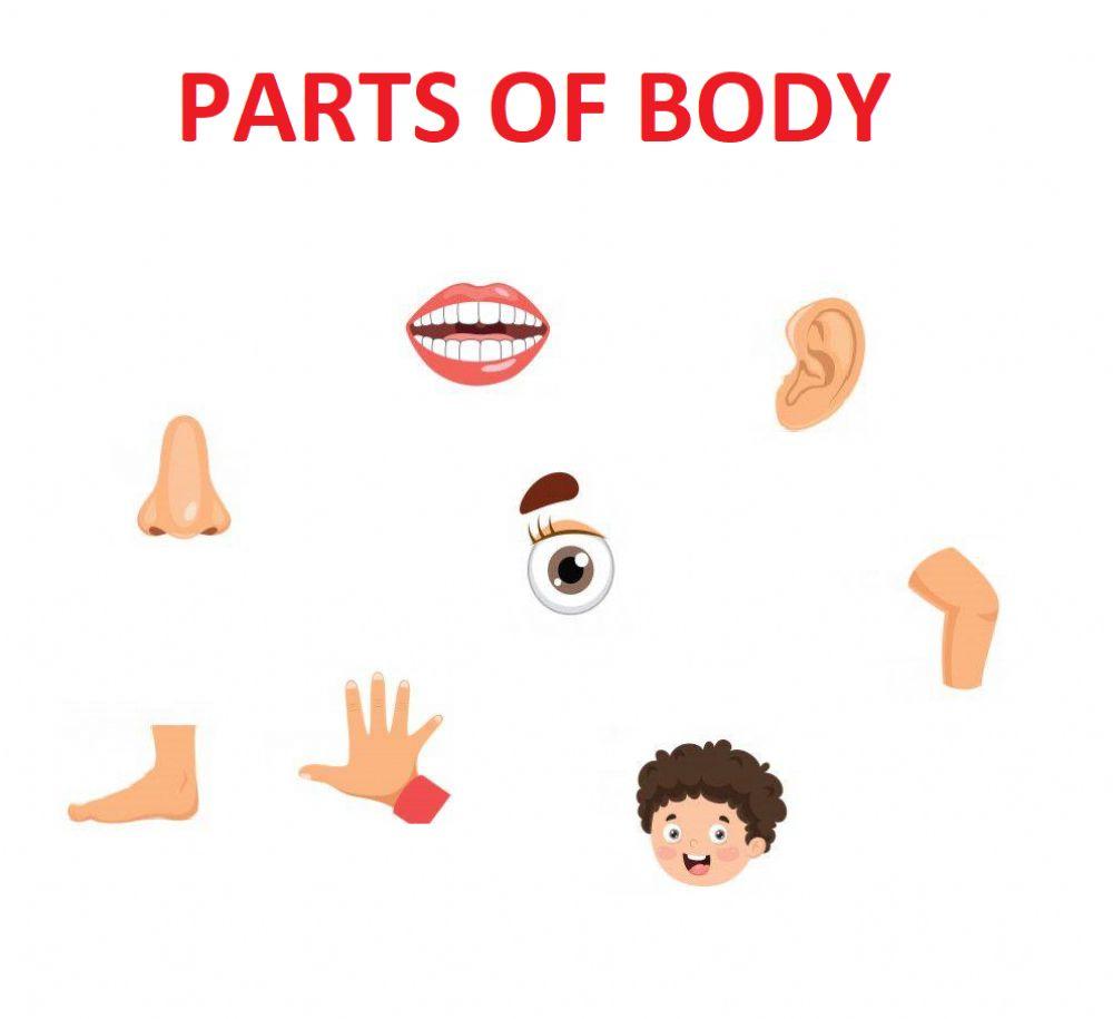 Parts of body