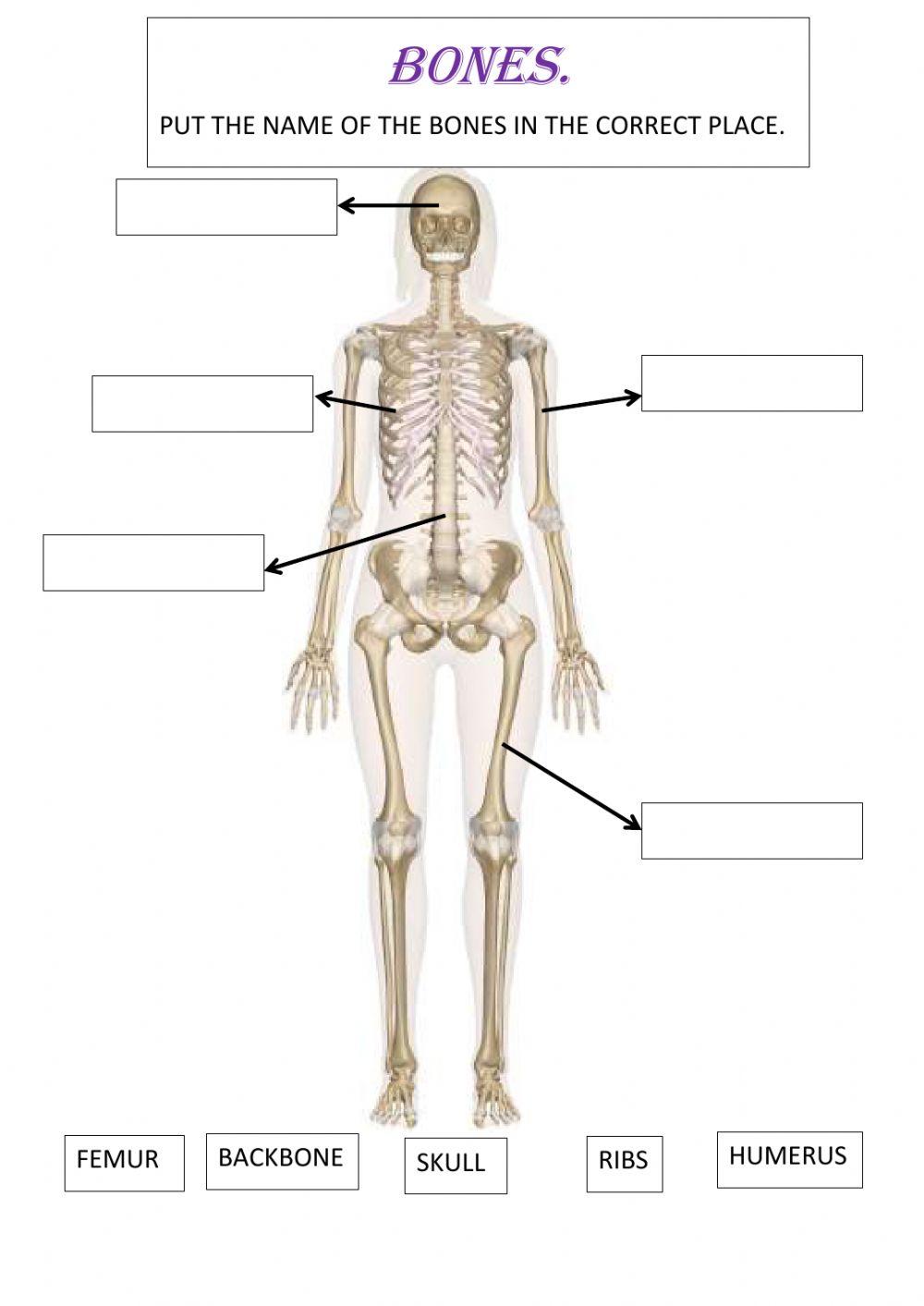Bones interactive exercise for 1 live worksheets
