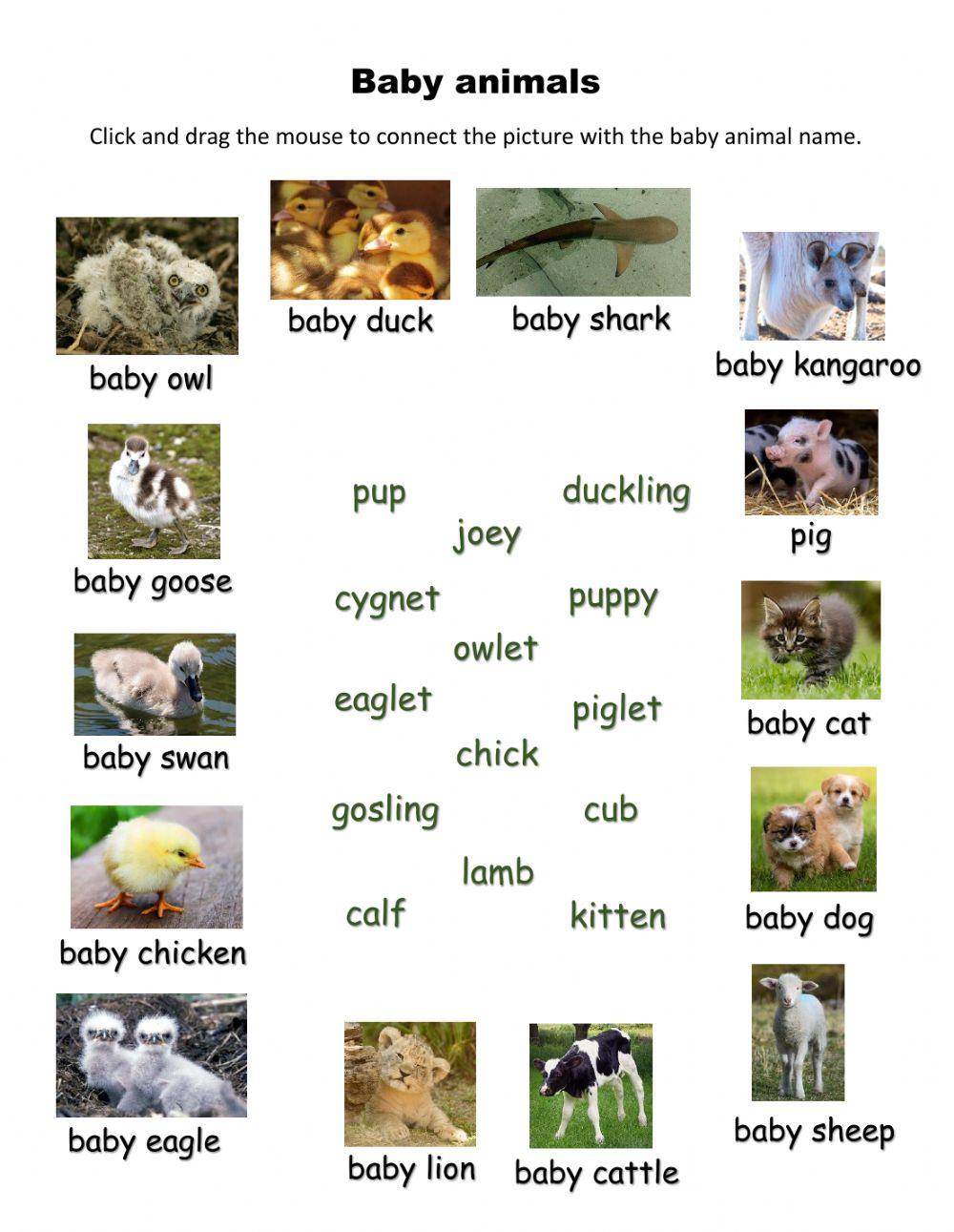 Names for baby animals