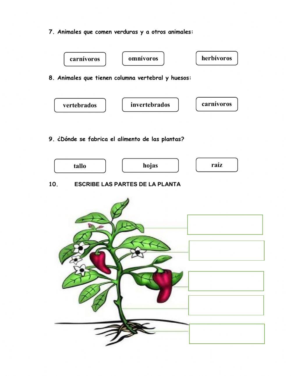 Examen final de ciencia y tecnología