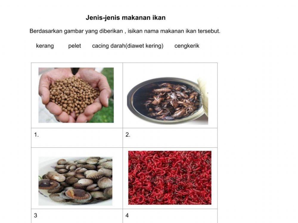 Latihan jenis-jenis makanan ikan