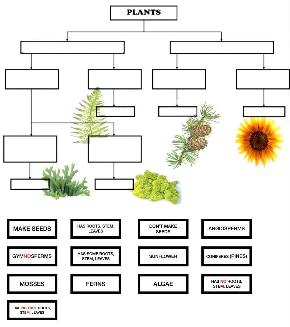 Plants classification