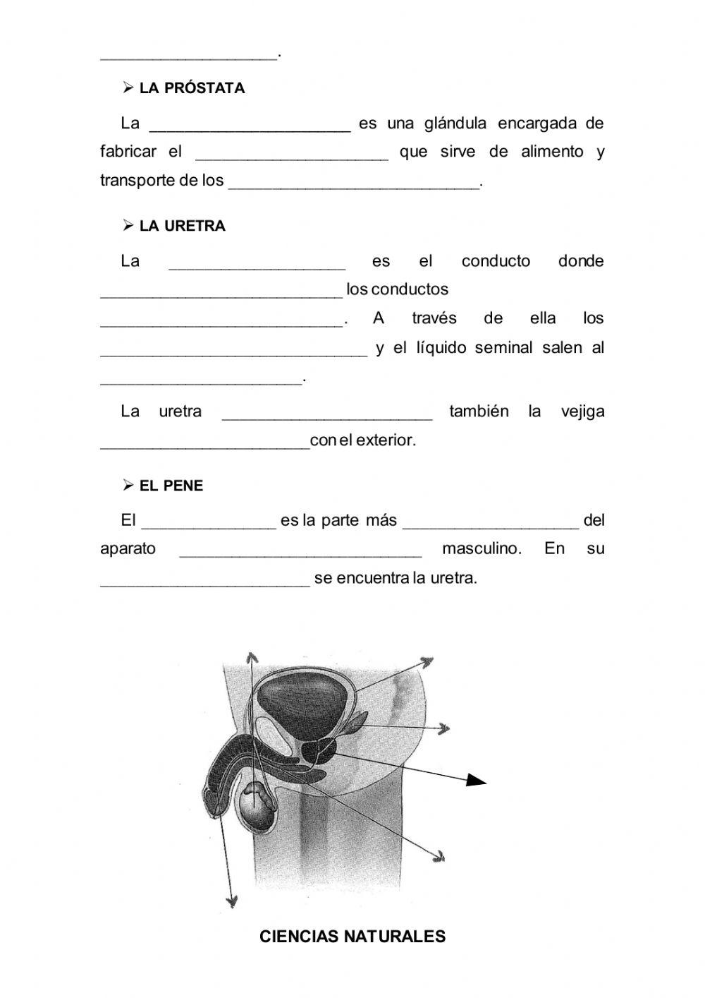 Los aparatos reproductores