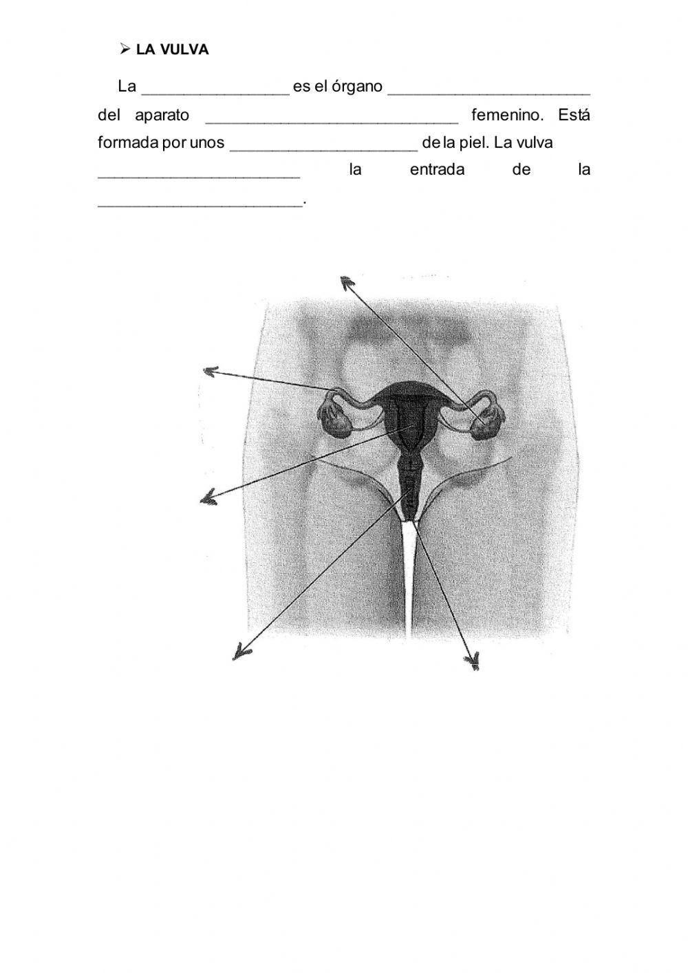Los aparatos reproductores