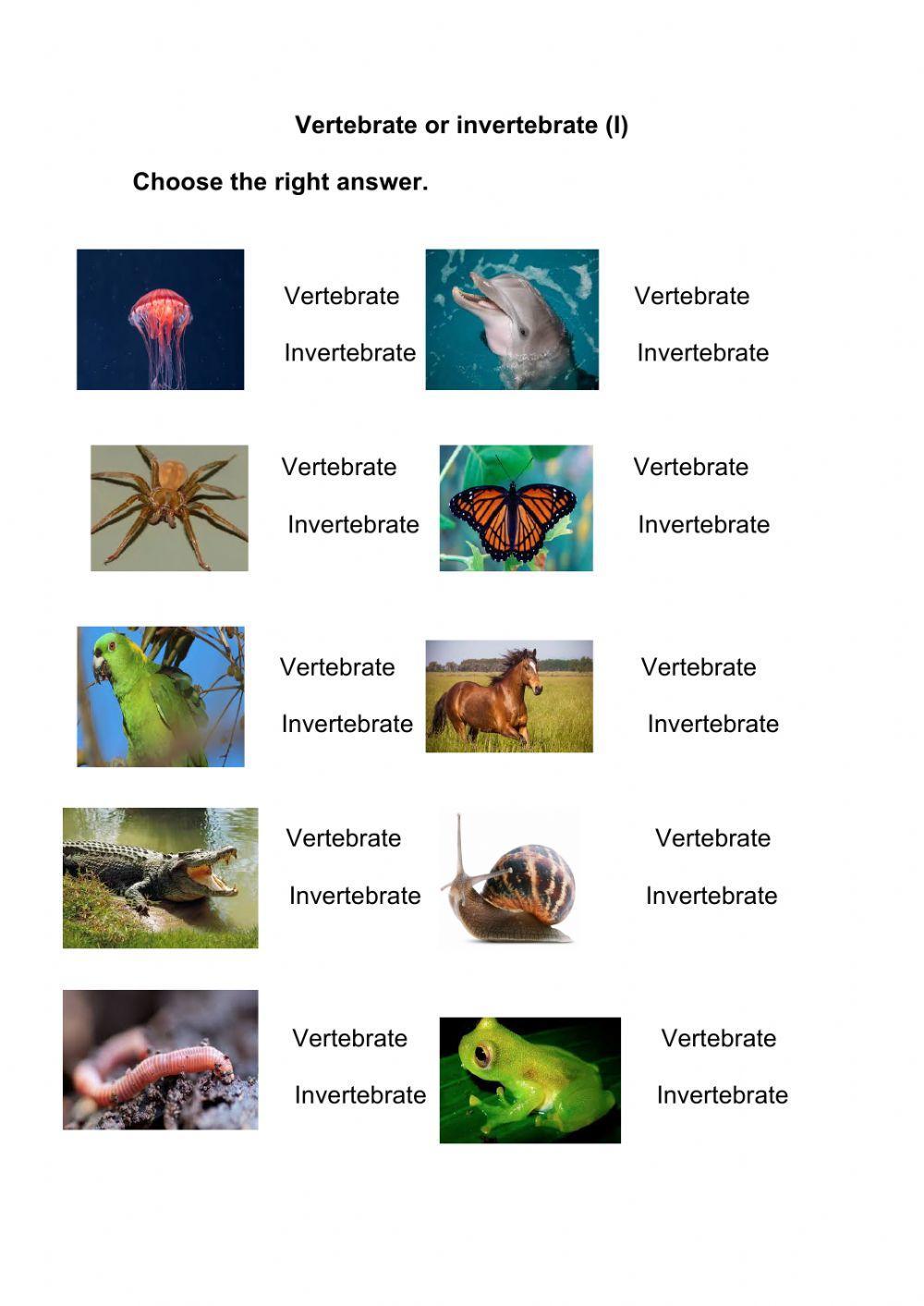 Vertebrates versus invertebrates