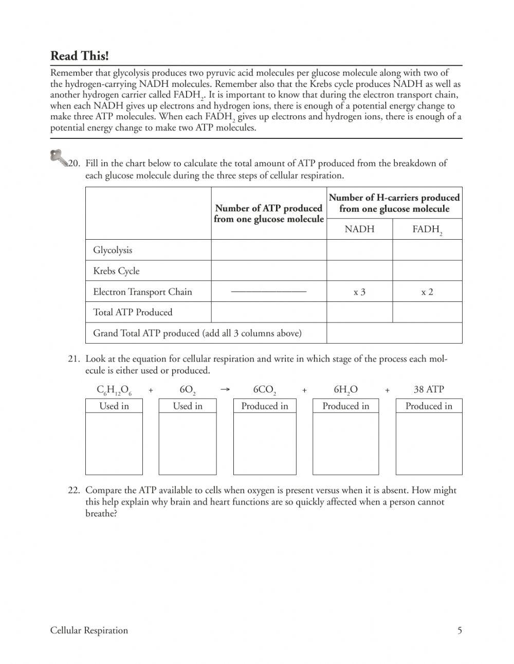 Cellular Respiration POGIL online exercise for Live Worksheets Cellular Respiration POGIL online exercise for Live Worksheets