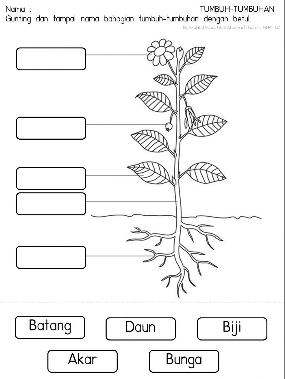 Bahagian Tumbuh-tumbuhan