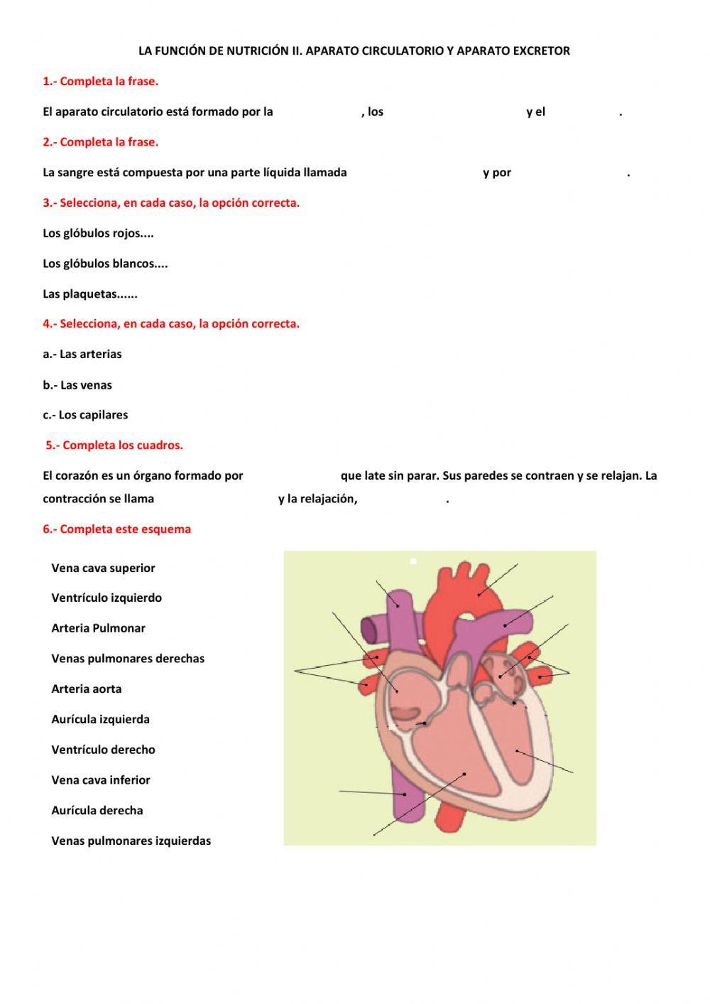 La nutrición II. Aparato circulatorio y excretor.
