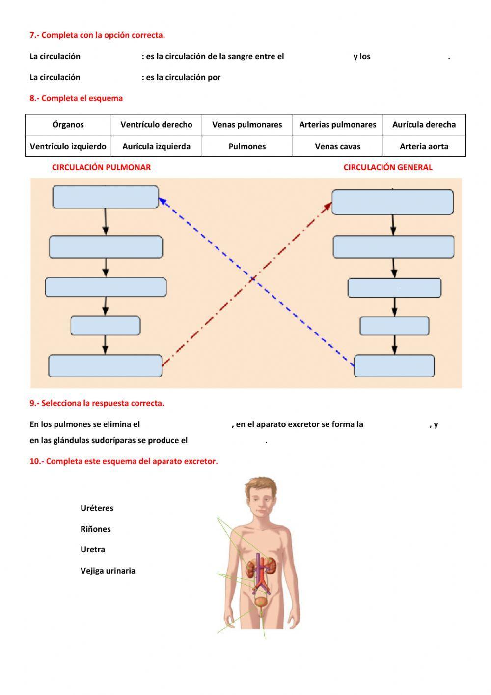 La nutrición II. Aparato circulatorio y excretor.
