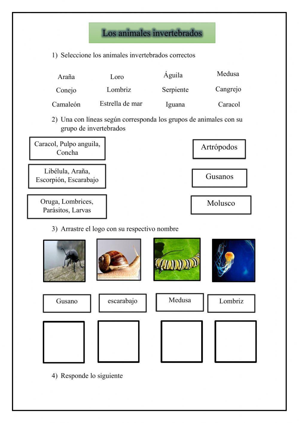 Animales invertebrados