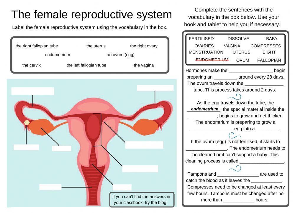 The Female Reproductive System worksheet | Live Worksheets The Female Reproductive System worksheet | Live Worksheets