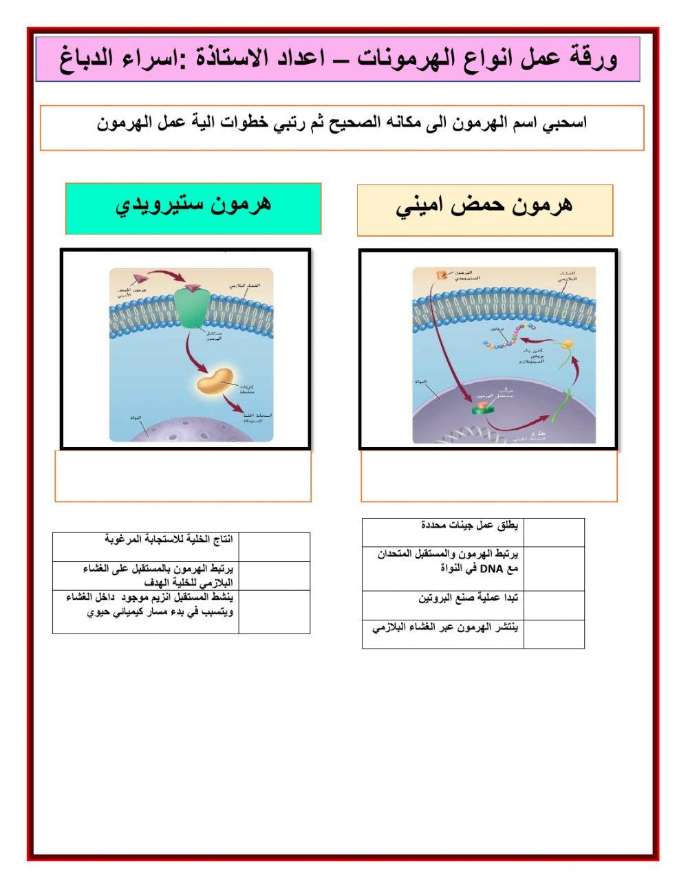 ورقة عمل الهرمونات