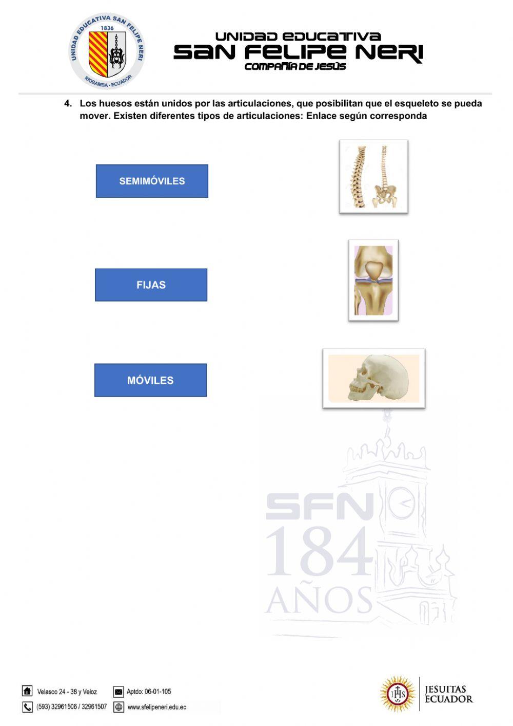 Sistema esquelético