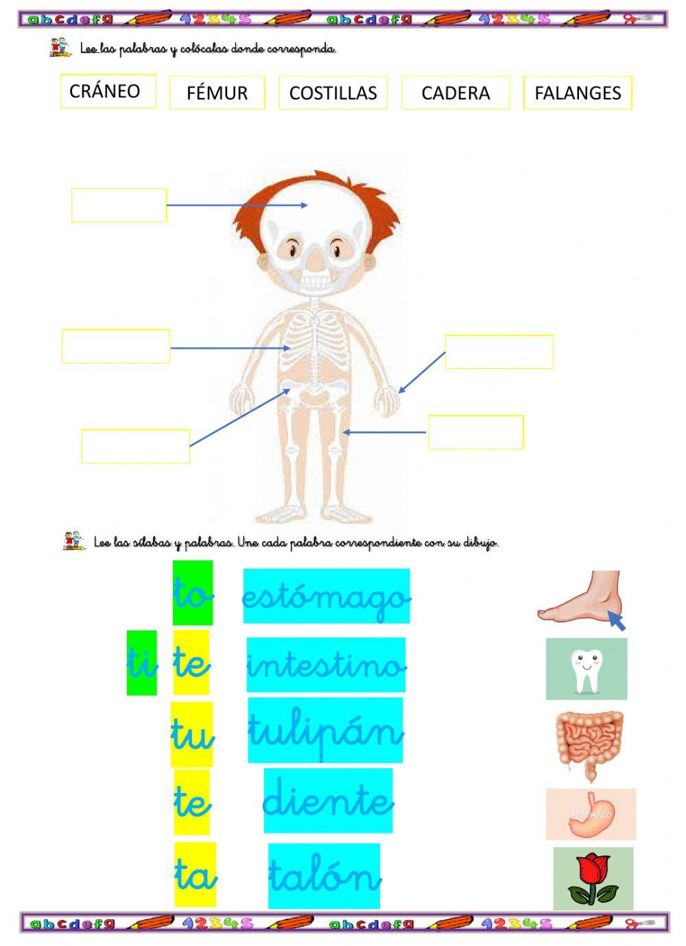 Palabras del esqueleto