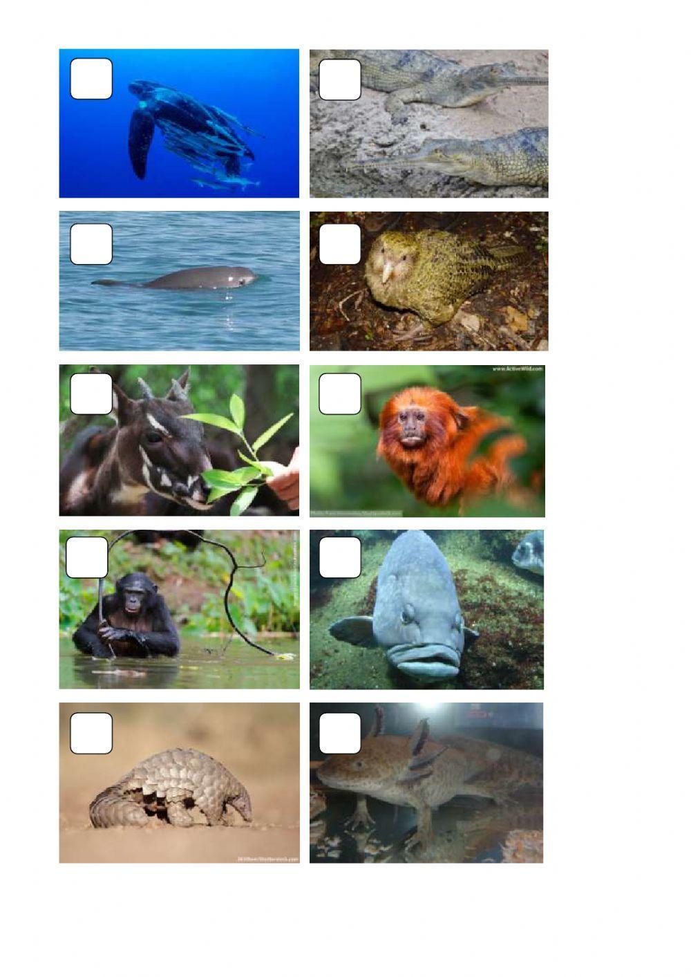 10 endangered animals