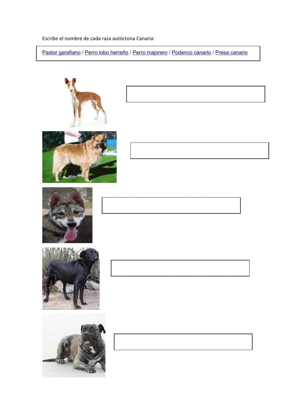 Razas perros canarios