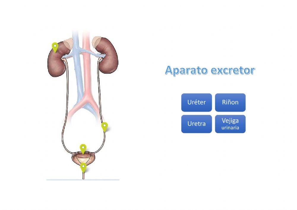 Aparato excretor