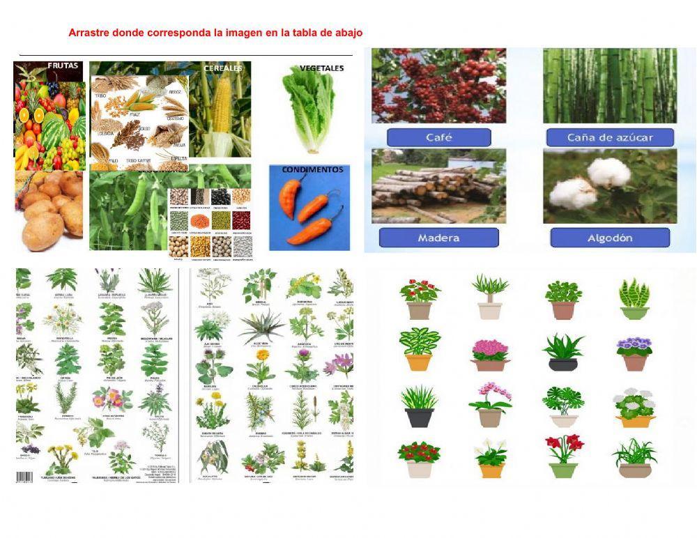 Utlilizacion de las plantas para el ser humano
