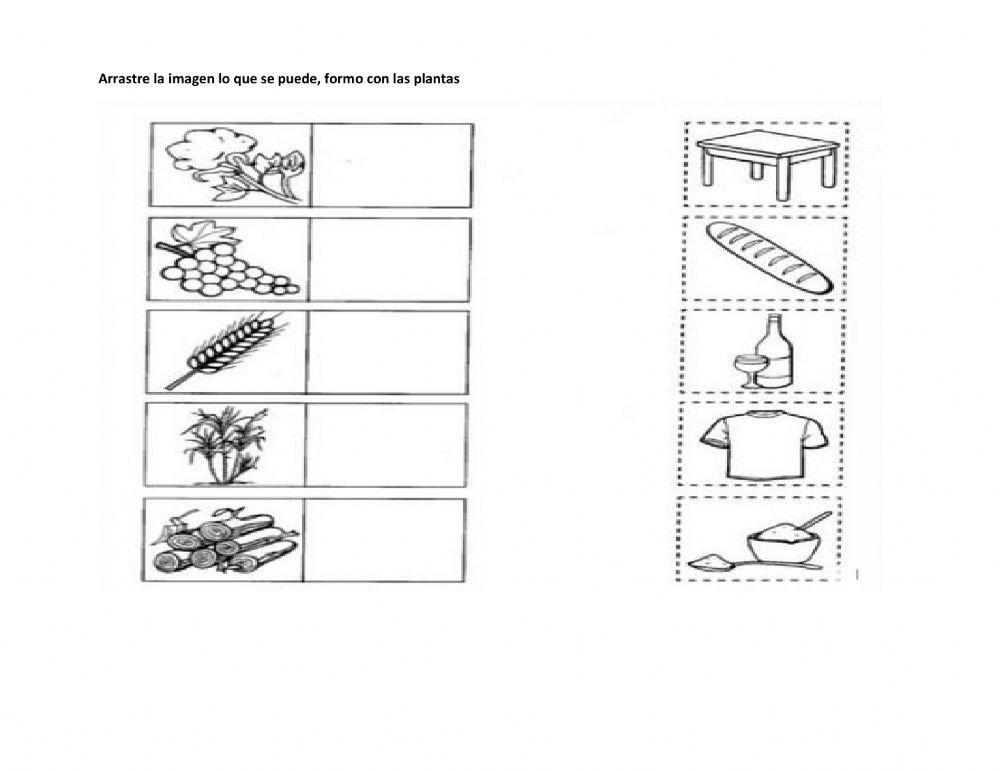Utlilizacion de las plantas para el ser humano