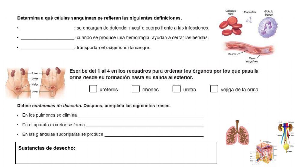 Las funciones vitales del ser humano