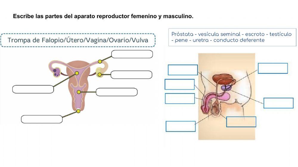 Las funciones vitales del ser humano