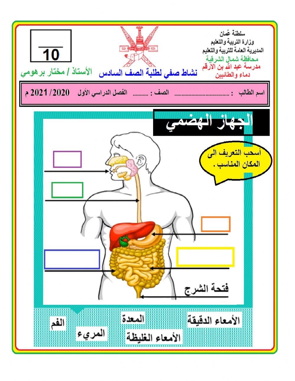 الجهاز الهضمي