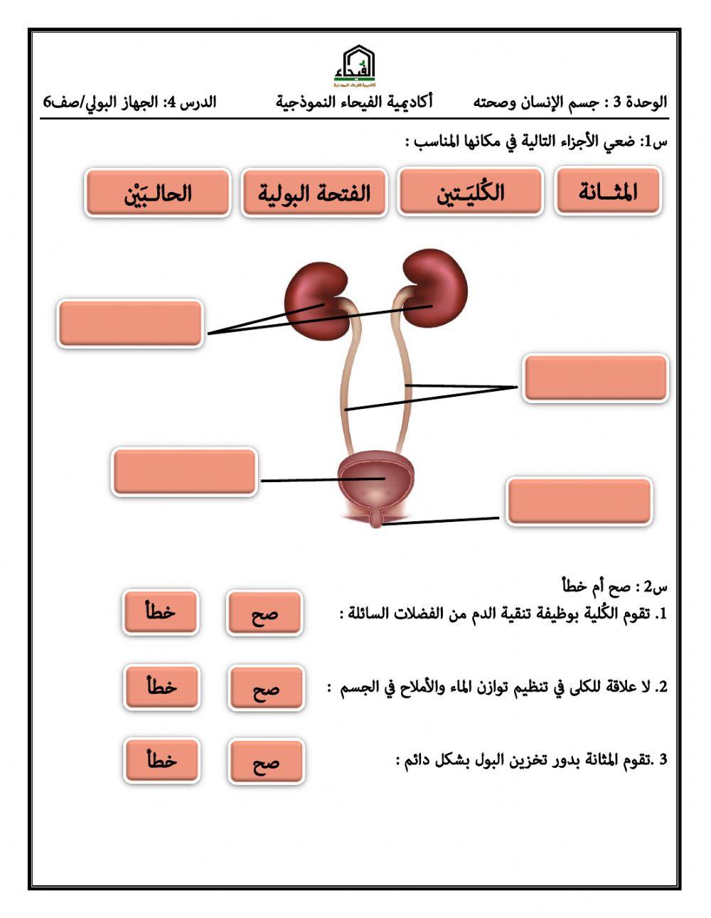 الجهاز البولي