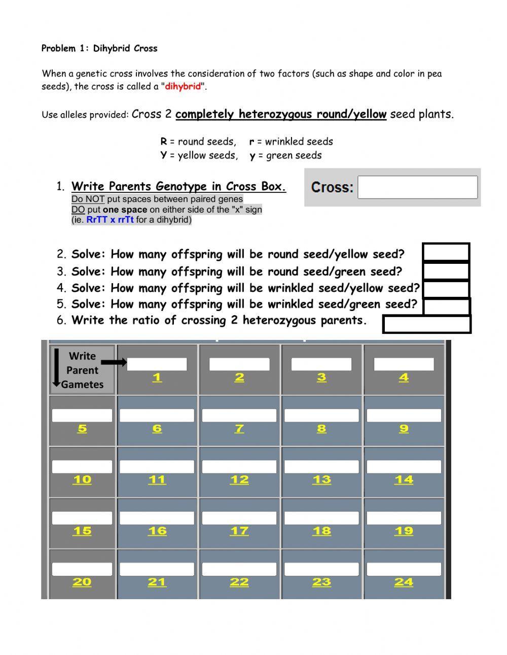 Dihybrid Cross Worksheet