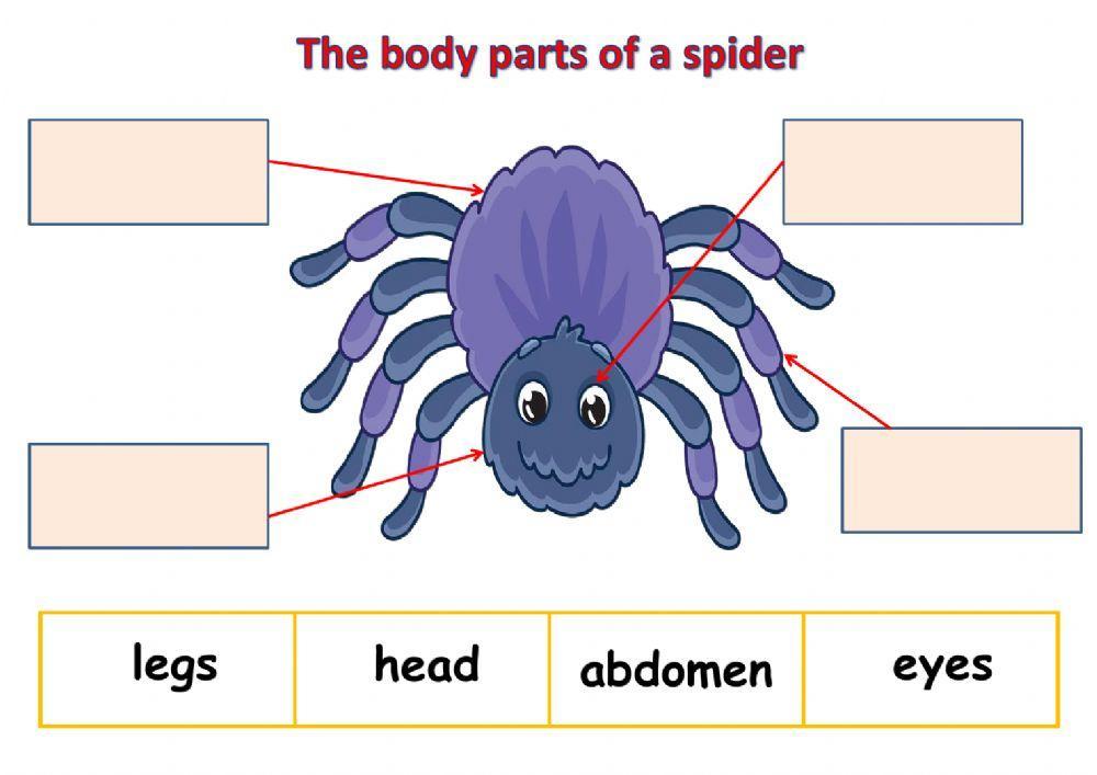 The body parts of a spider