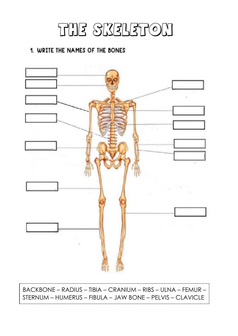 Bone of the skeleton