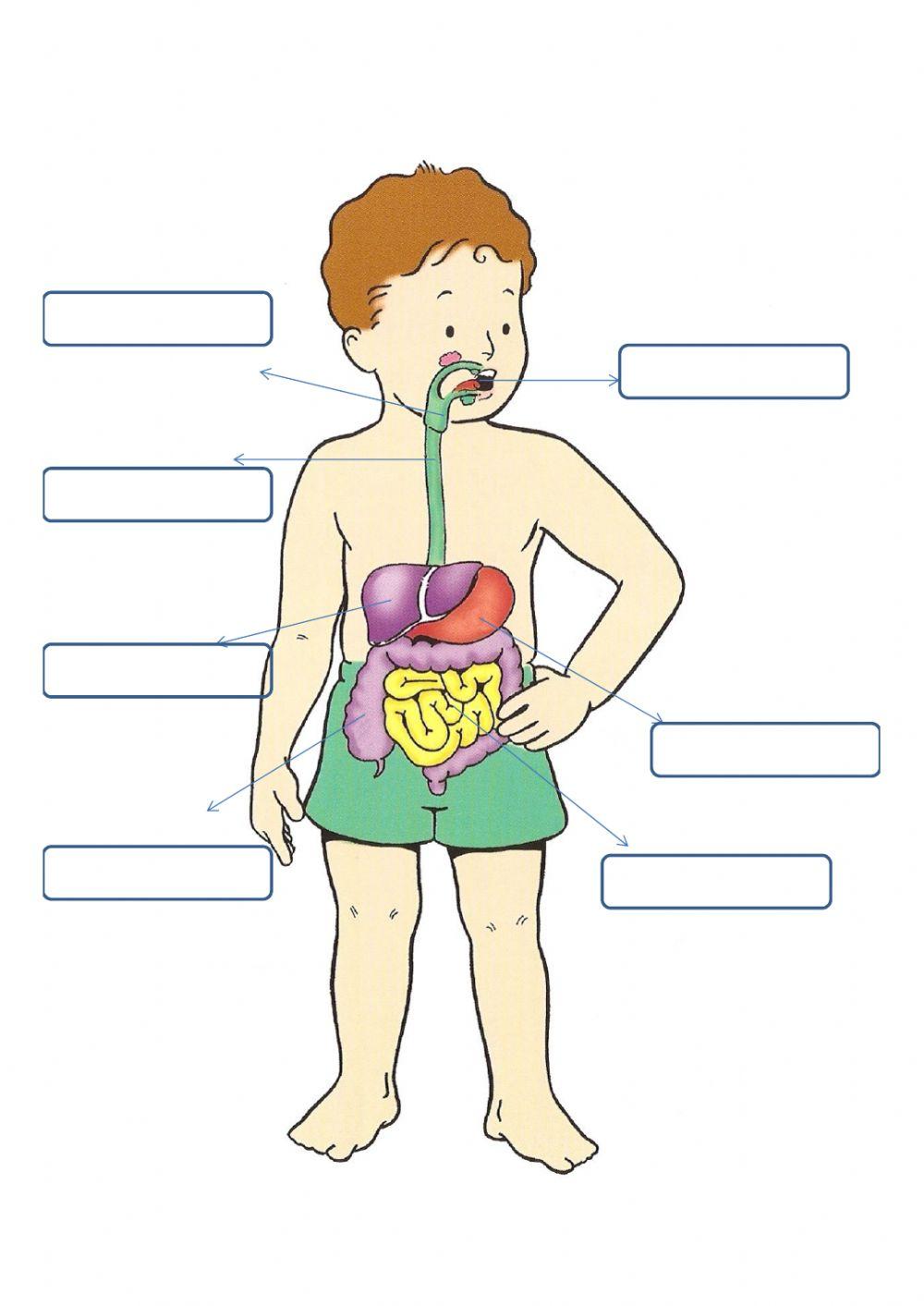 Nutricion y aparato digestivo