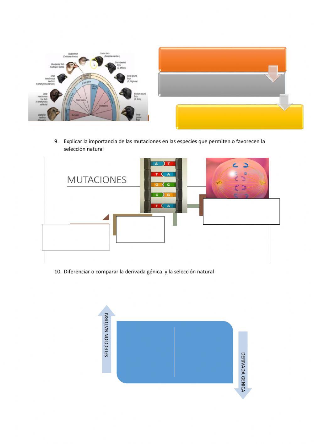 Mecanismo de la evolucion