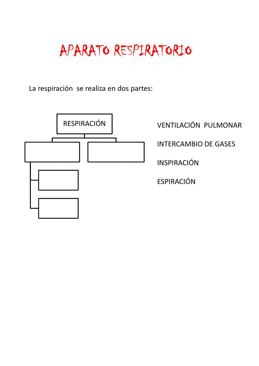 Aparato respiratorio