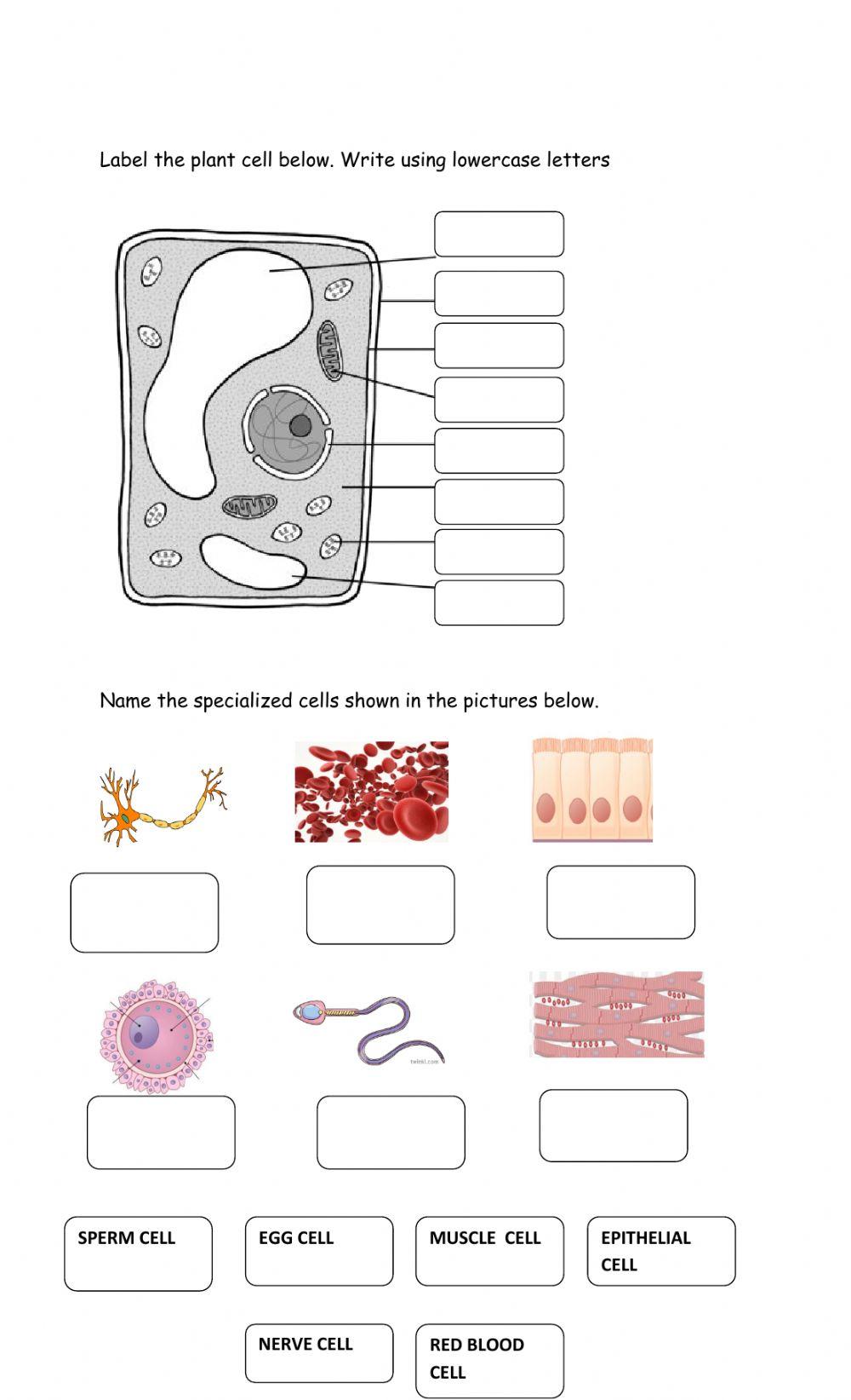 Cells, Tissues, Systems